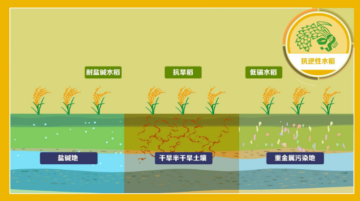 缓控释肥研究现状及其在水稻上的应用