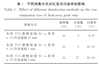 多肉植物红宝石组织培养快繁技术