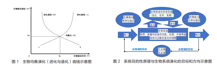 生物演化的自然均衡选择理论——对生物演化的实质及其规律的生物计量学分析