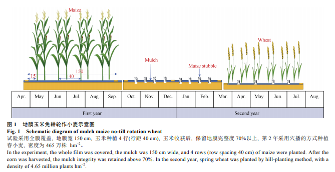 水氮减量对地膜玉米免耕轮作小麦主要光合生理参数的影响