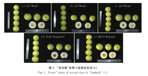 ‘京白梨’优质果实的评价指标分析