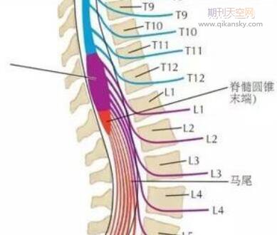 颈椎骨折伴脊髓损伤患者的急救处理及护理进展