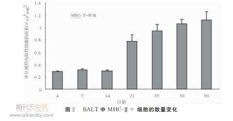 不同日龄鸡肺脏中ＭＨＣ－Ⅱ＋细胞的分布规律